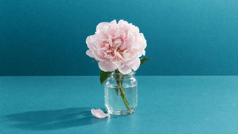 A single pale pink peony in a small glass jar of water, with one fallen petal