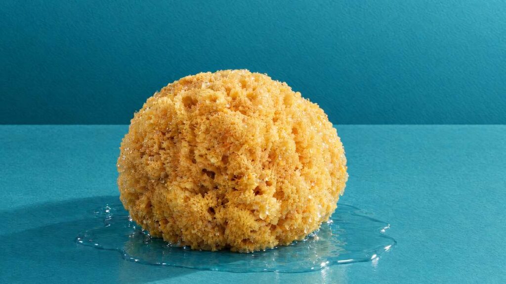A soaked natural bath sponge sitting in a small pool of water